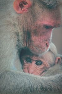 Close up of a bonnet macaque baby with mother