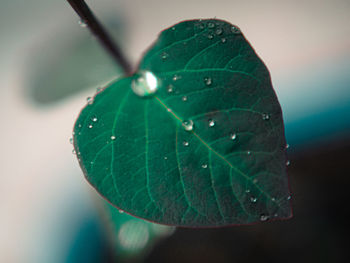 Close-up of water drops on leaf