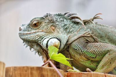 Close-up of lizard