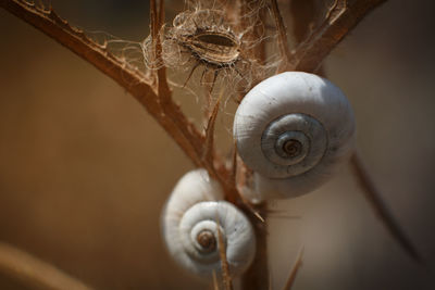 Close-up of snail