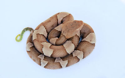 High angle view of cake against white background