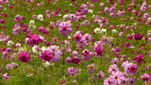 Cosmos flowers are colorful and come in many varieties