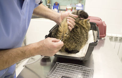 Midsection of veterinarian operating cat