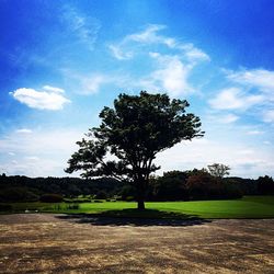 Tree in field against sky