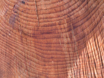 Full frame shot of tree trunk in forest