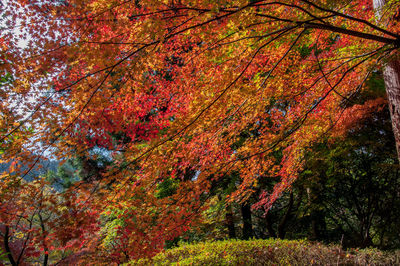 Maple tree in forest during autumn