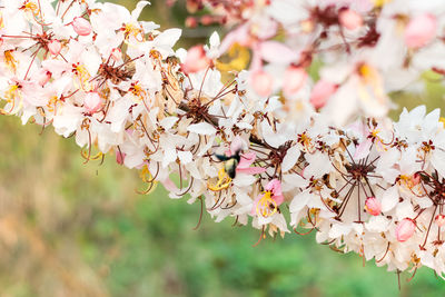 Close-up of pink cherry blossom tree