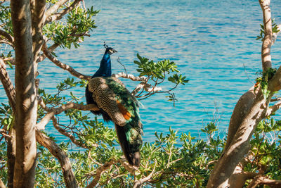 Bird perching on tree