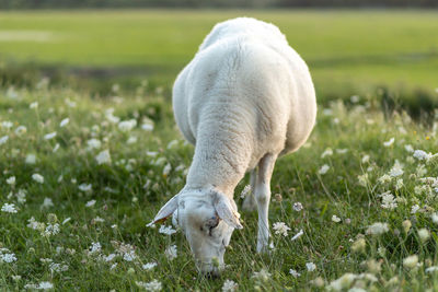 Close-up of a horse on field