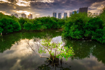 Reflection of trees and buildings in lake