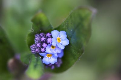 Close-up of purple flowering plant