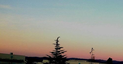 Low angle view of silhouette trees against sky at sunset