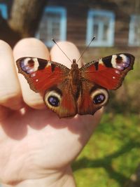 Close-up of butterfly on hand