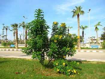 Palm trees and plants by road against sky