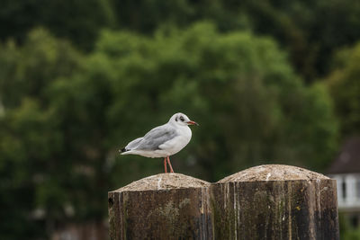 Close-up of seagull perching on wooden post