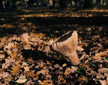 Close-up of autumn leaves on land