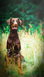 Portrait of dog sitting on field