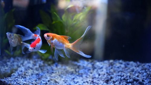 Fish swimming in sea