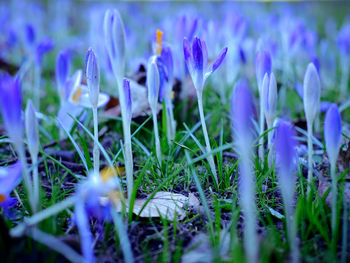 Close-up of purple crocus blooming on field