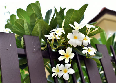 Close-up of white flowering plants