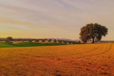 Scenic view of agricultural field against sky during sunset