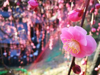 Close-up of pink flowers blooming outdoors