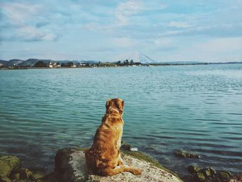 Rear view of dog sitting on rock by lake against sky