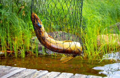 Close-up of lizard on a lake