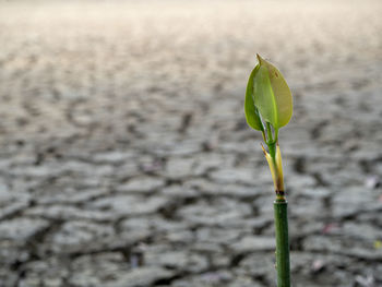 Close-up of fresh green plant