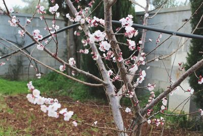 Close-up of pink flowers on branch