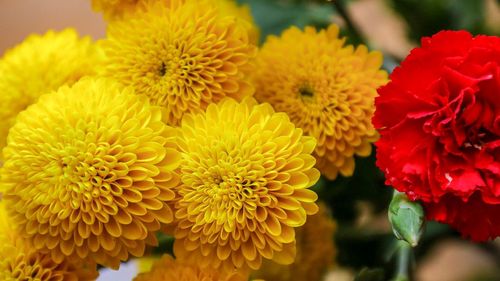 Close-up of yellow flowering plant