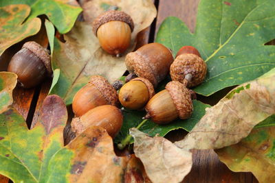 Close-up of fruits growing on tree