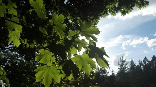 Trees growing against sky