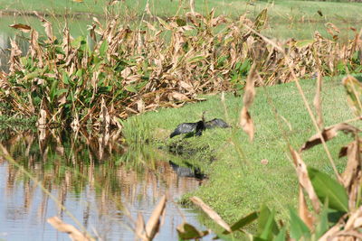 Scenic view of grass in water