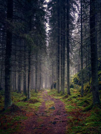 View of old trees in primeval forest with idyllic path