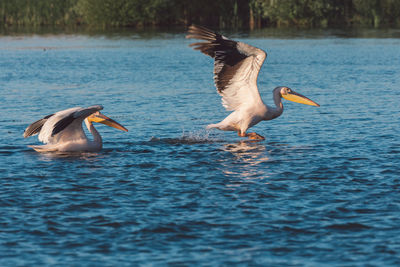 Birds flying over lake