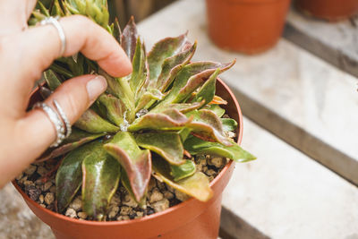 Close-up of hand holding potted plant