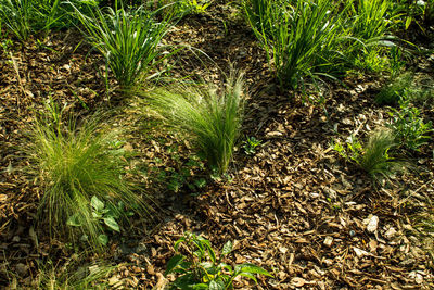 Plants growing on field