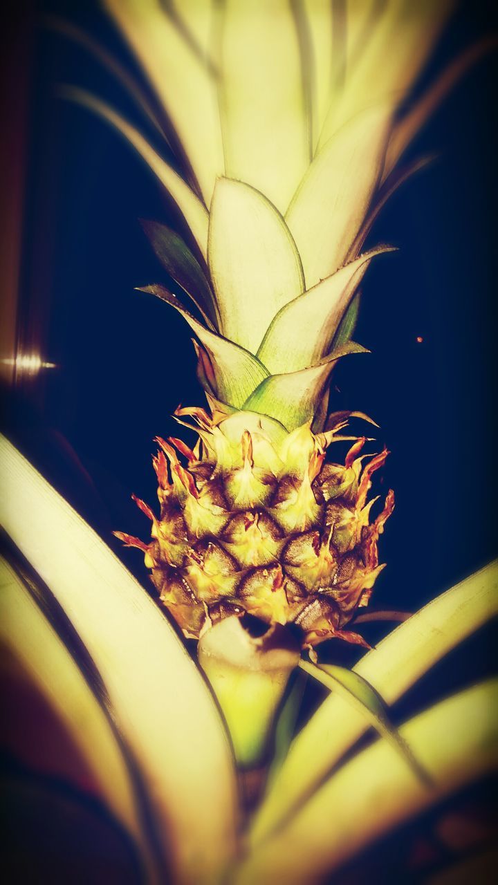 growth, plant, close-up, leaf, nature, indoors, flower, focus on foreground, potted plant, window, yellow, fragility, green color, no people, selective focus, sunlight, beauty in nature, stem, day