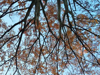 Low angle view of trees against clear sky