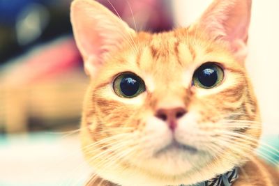 Close-up portrait of ginger cat