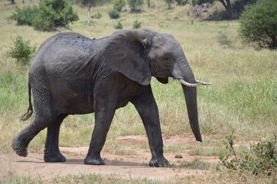 Elephant walking on grassy field