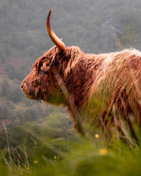 Close-up of a highland cow on field in the rain free roam