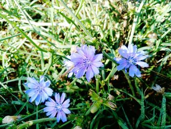 High angle view of purple flowering plant on field