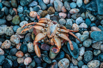 High angle view of crab on beach