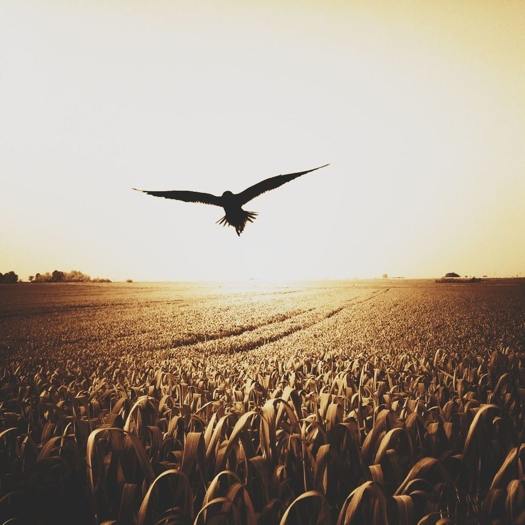 flying, silhouette, mid-air, animal themes, field, sky, bird, landscape, clear sky, agriculture, animals in the wild, sunset, wildlife, nature, copy space, rural scene, outdoors, flock of birds