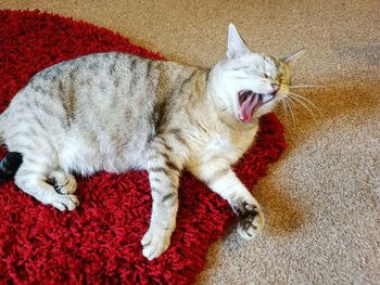 High angle view of cat yawning