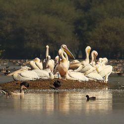 Swans swimming in lake