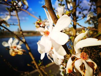 Close-up of white flowers on tree