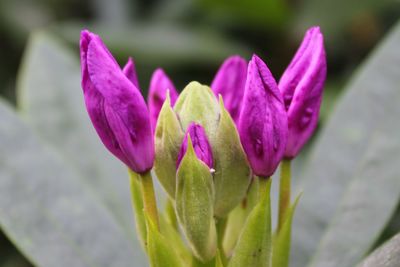 Close-up of pink flowers